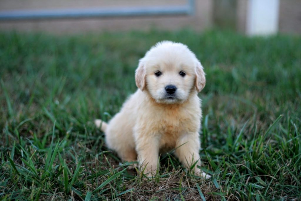 Average Price Of Golden Retriever Puppies : Golden Retriever Growth Chart How Fast Should A ...