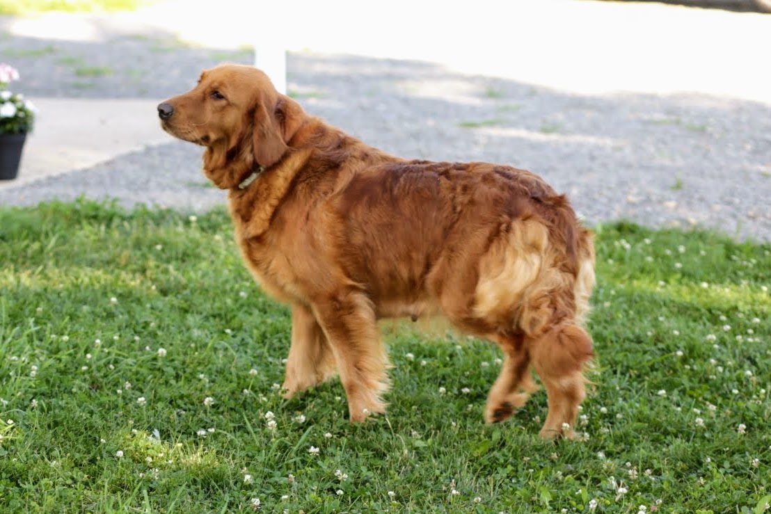 Watson - My Golden Retriever Puppies