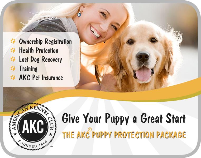 what do i do if i lost my dogs akc papers