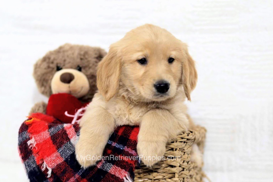 Golden Retriever Dog Breed Info: Pictures, Facts, Care & More – Dogster