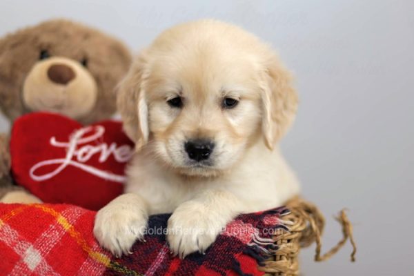 Image of Ace, a Golden Retriever puppy
