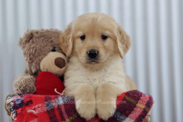 Image of Brady, a Golden Retriever puppy