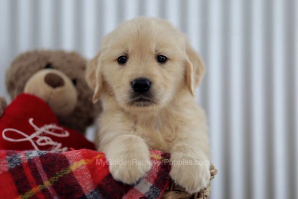 Image of Buddy, a Golden Retriever puppy