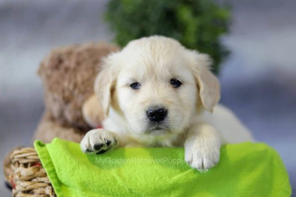 Image of Jamie, a Golden Retriever puppy