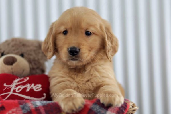 Image of Louie, a Golden Retriever puppy
