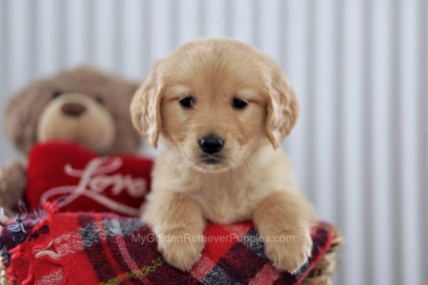 Image of Pearl, a Golden Retriever puppy