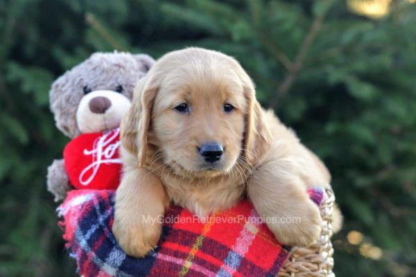 Image of Coby, a Golden Retriever puppy