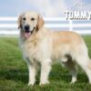 Image of Ready August 5, a Golden Retriever puppy