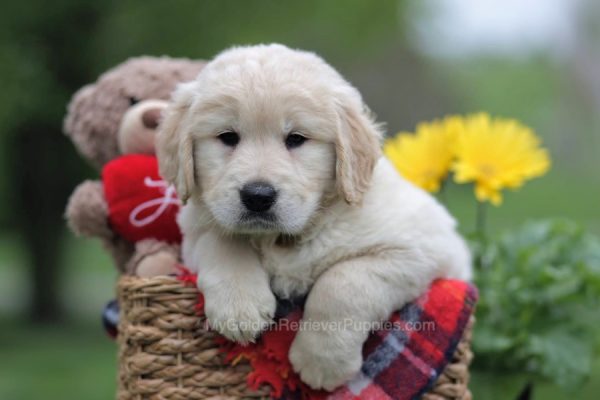 Image of Ollie, a Golden Retriever puppy