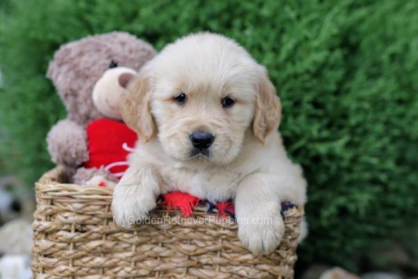 Image of Lucky, a Golden Retriever puppy