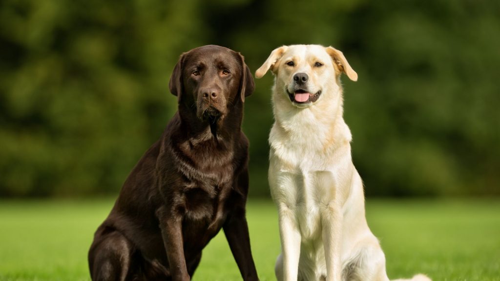are golden retrievers labs