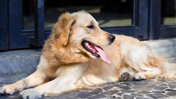 Types Of Golden Retrievers: The 3 Real Types (+ the “fake” ones)