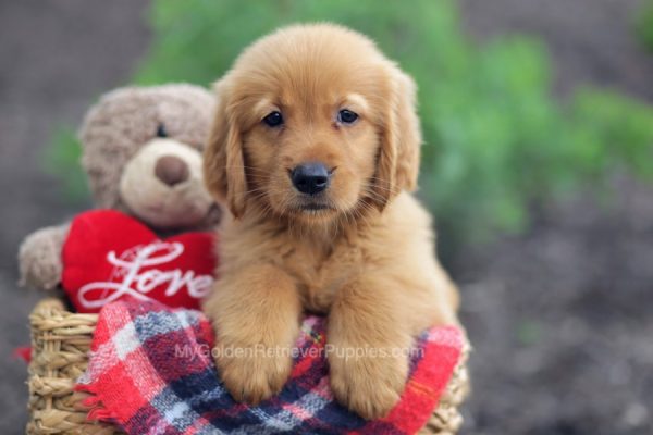 Image of Flo, a Golden Retriever puppy