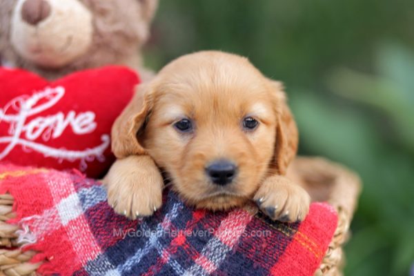 Image of Lucy, a Golden Retriever puppy
