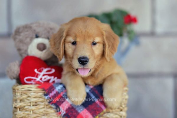 Image of Tracy, a Golden Retriever puppy