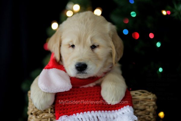 Image of Belle, a Golden Retriever puppy