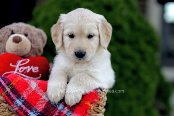 Image of Bernie, a Golden Retriever puppy