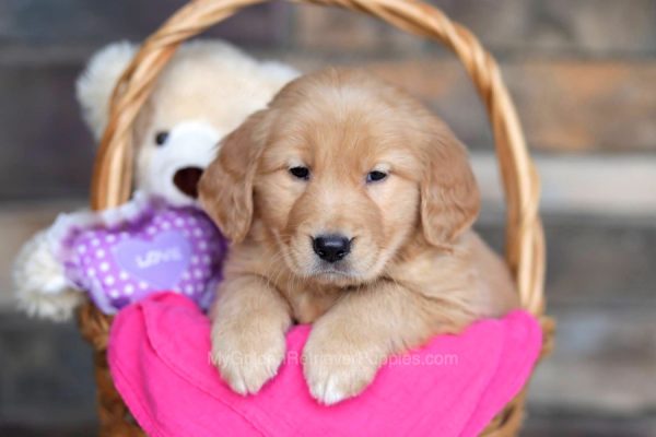 Image of Chase, a Golden Retriever puppy
