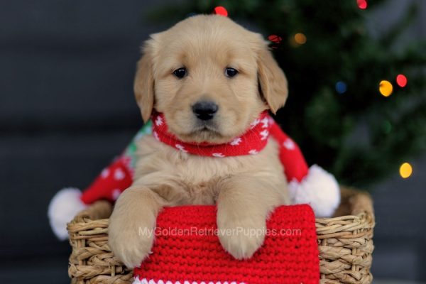 Image of Daisey, a Golden Retriever puppy