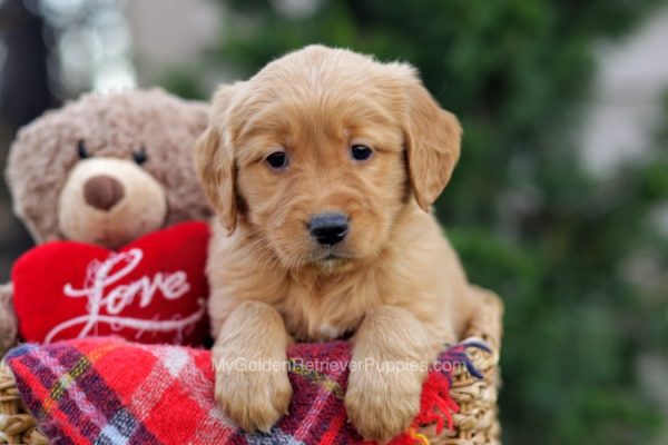 Image of Hudson, a Golden Retriever puppy