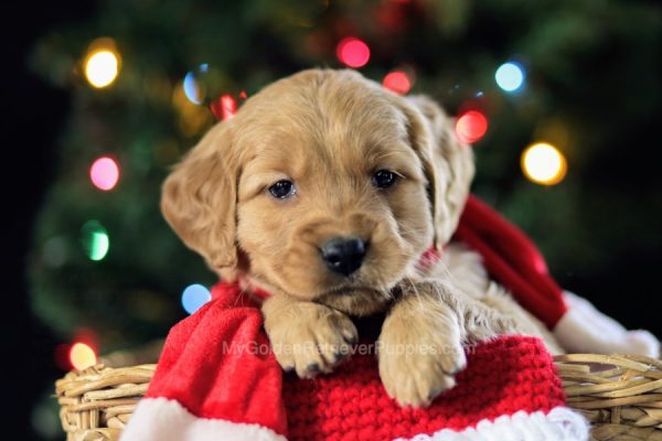 Image of Jasper, a Golden Retriever puppy