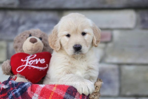 Image of Lucy, a Golden Retriever puppy