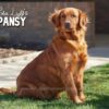 Image of Ready August 5, a Golden Retriever puppy