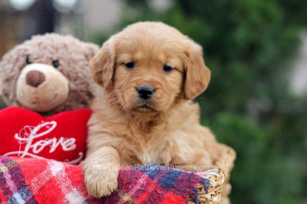 Image of Paris, a Golden Retriever puppy