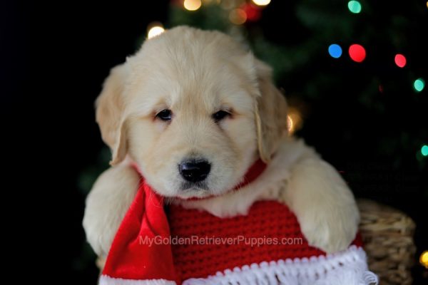 Image of Prince, a Golden Retriever puppy