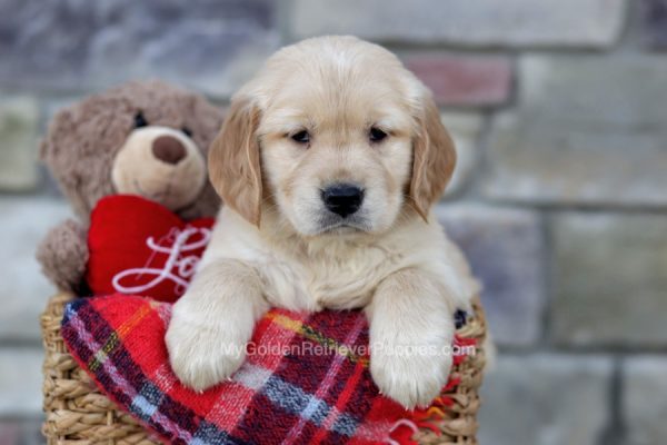 Image of Sheba, a Golden Retriever puppy