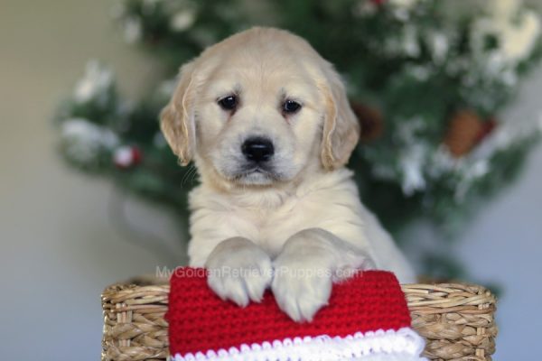 Image of Calvin, a Golden Retriever puppy