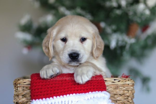 Image of Casey, a Golden Retriever puppy