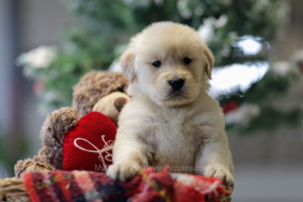 Image of Chester, a Golden Retriever puppy