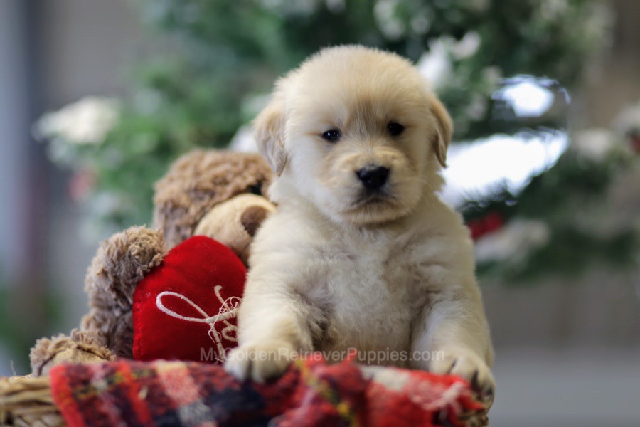 Chester - My Golden Retriever Puppies