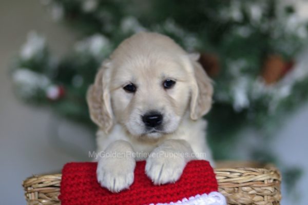 Image of Chloe, a Golden Retriever puppy