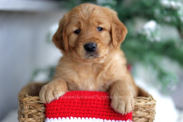 Image of Cooper, a Golden Retriever puppy