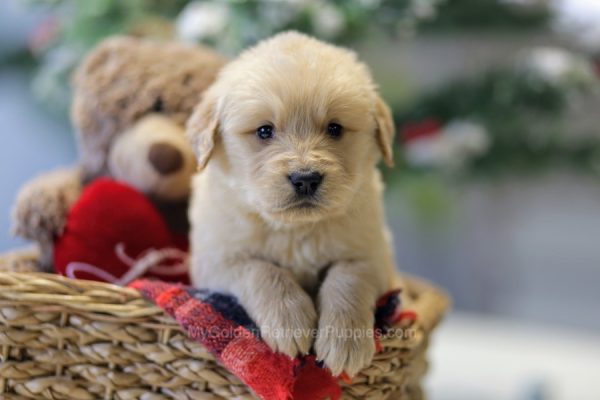 Image of Cooper, a Golden Retriever puppy