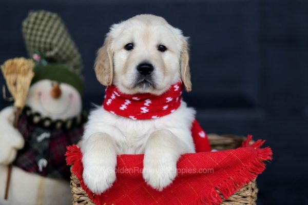 Image of Dancer, a Golden Retriever puppy