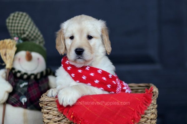 Image of Elsa, a Golden Retriever puppy