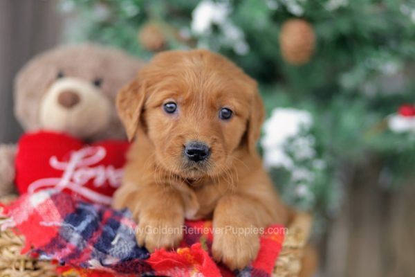 Image of Fifi, a Golden Retriever puppy