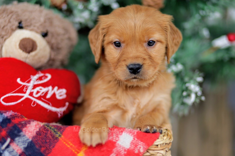 Hailey - My Golden Retriever Puppies