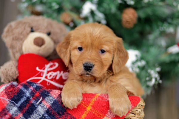 Image of Hope, a Golden Retriever puppy