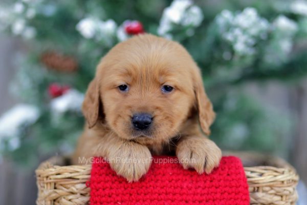 Image of Ike, a Golden Retriever puppy