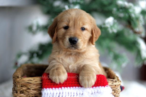 Image of Jenna, a Golden Retriever puppy