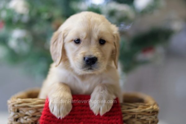 Image of Sophie, a Golden Retriever puppy