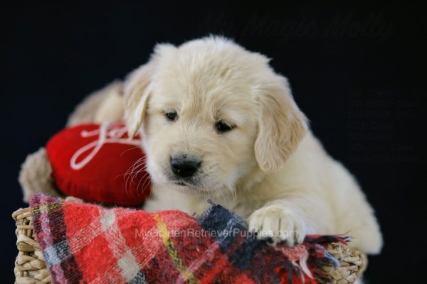 Image of Brody, a Golden Retriever puppy