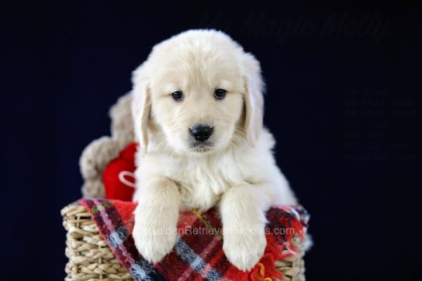 Image of Buddy, a Golden Retriever puppy