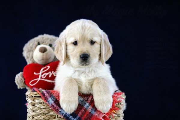 Image of Chad, a Golden Retriever puppy