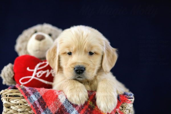 Image of Harper, a Golden Retriever puppy