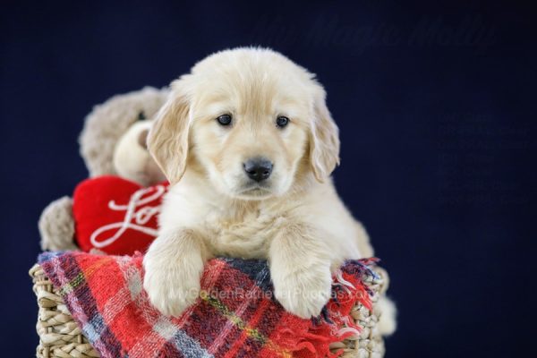 Image of Jennie, a Golden Retriever puppy